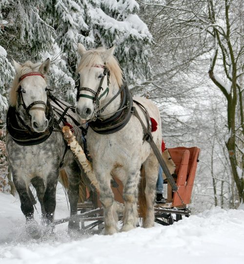 sleigh ride, horses, winter